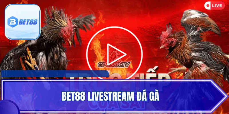 Bet88 Livestream Đá Gà - Trải Nghiệm Trường Đấu Chất Lượng