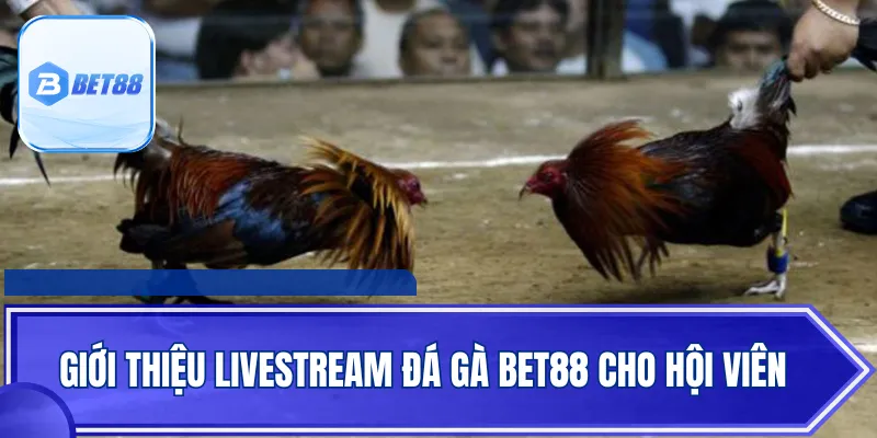 Giới thiệu livestream đá gà Bet88 cho hội viên